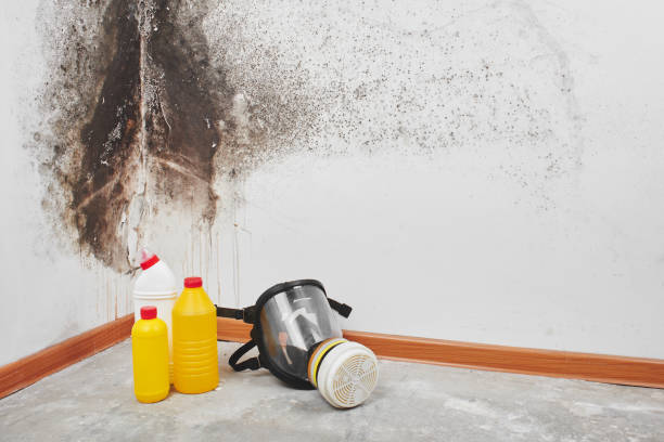 Best Attic Mold Removal  in Sonterra, TX