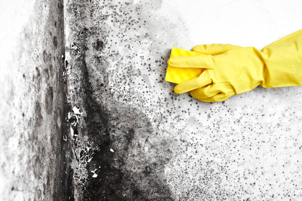 Best Attic Mold Removal  in Sonterra, TX