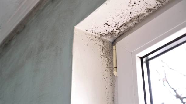 Best Residential Mold Removal  in Sonterra, TX