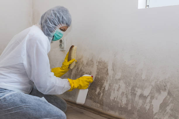 Best Office Mold Removal Services  in Sonterra, TX