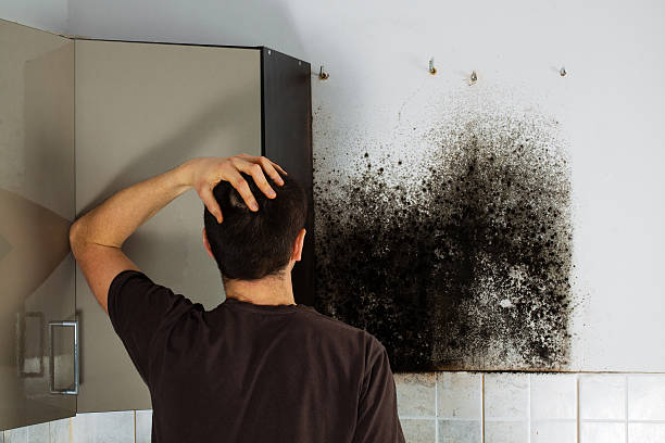 Best Professional Mold Removal  in Sonterra, TX