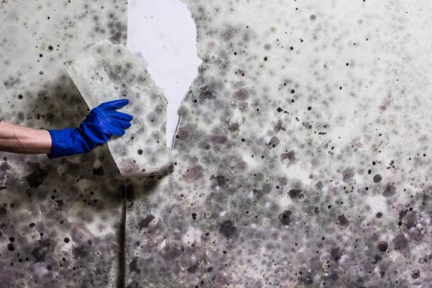 Best Mold Remediation  in Sonterra, TX
