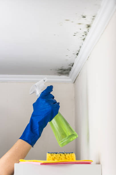Best Emergency Mold Removal  in Sonterra, TX