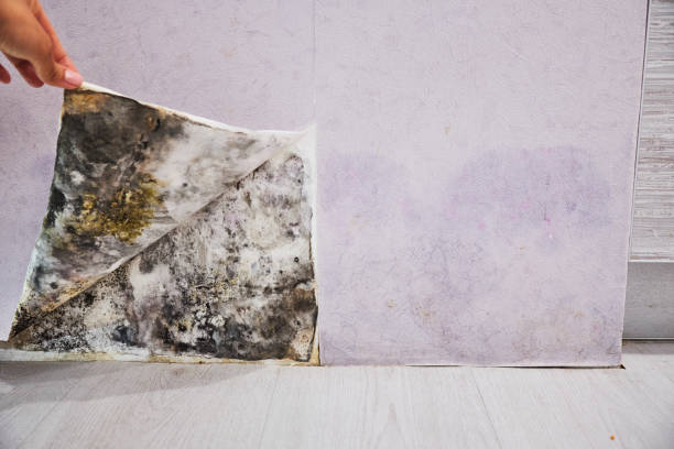 Best Local Mold Removal Service  in Sonterra, TX
